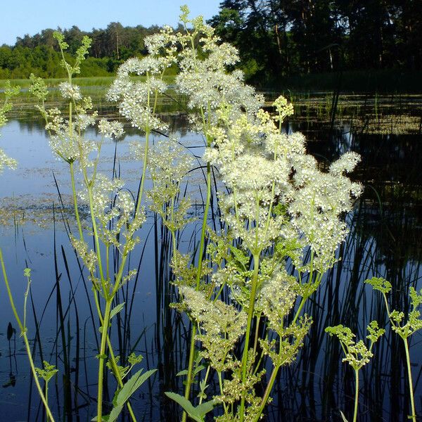 Thalictrum lucidum Cvet