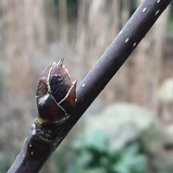 Pyrus pyrifolia Flower