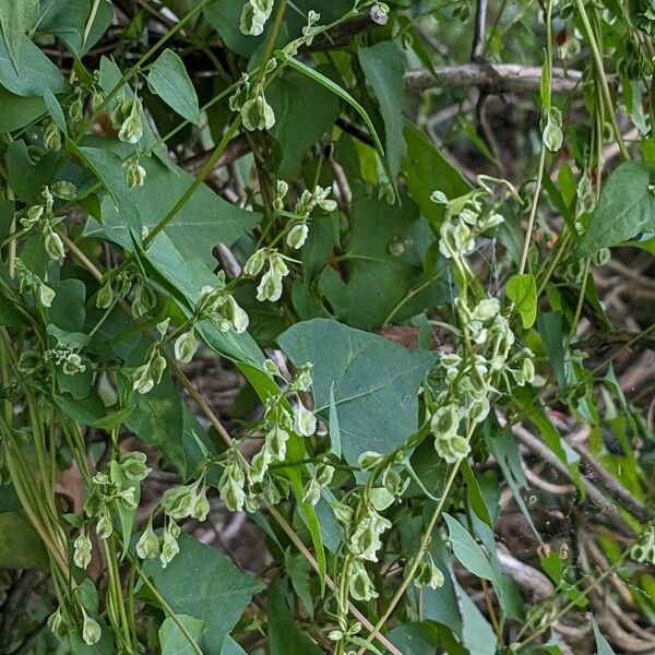 Fallopia dumetorum ᱡᱚ