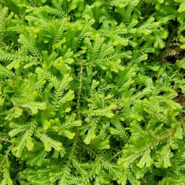 Selaginella kraussiana Staniste