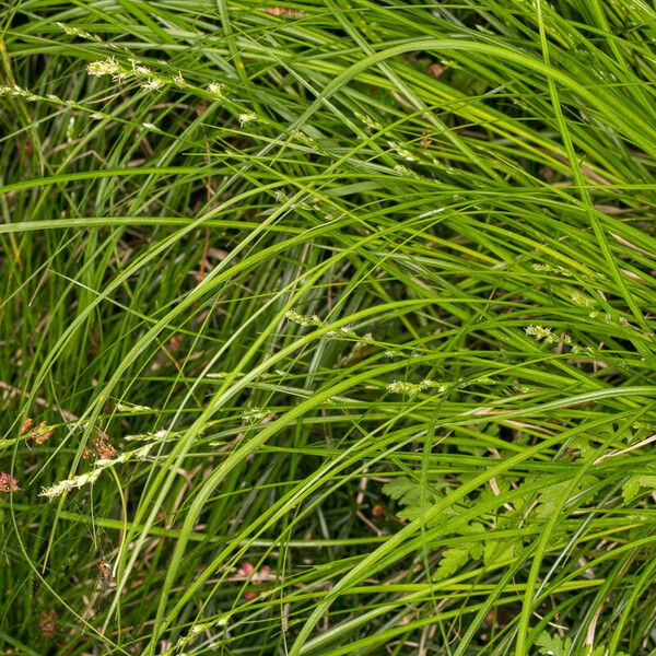 Carex divulsa List