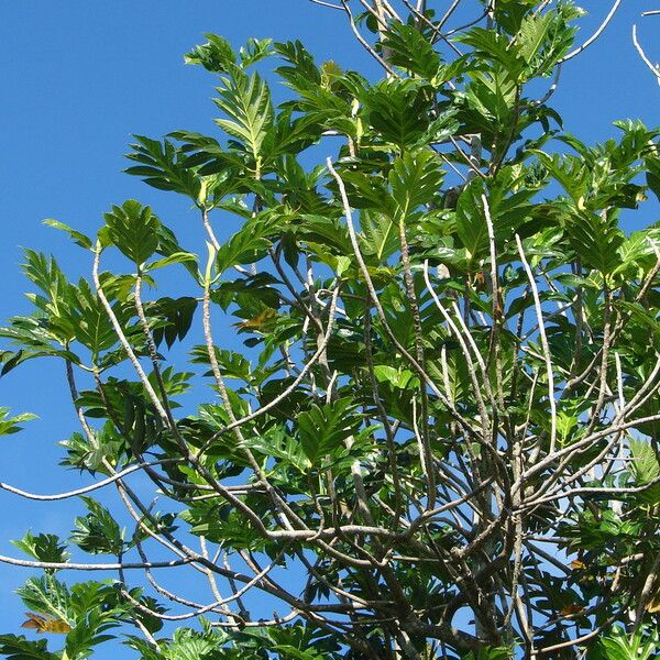 Artocarpus altilis Leaf