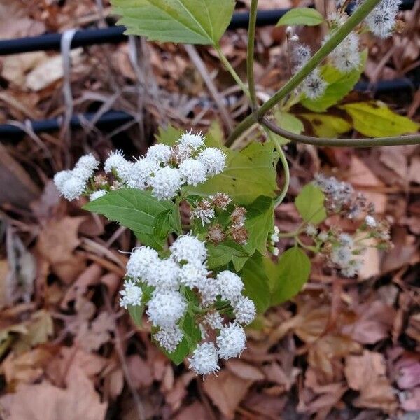 Ageratina altissima फूल