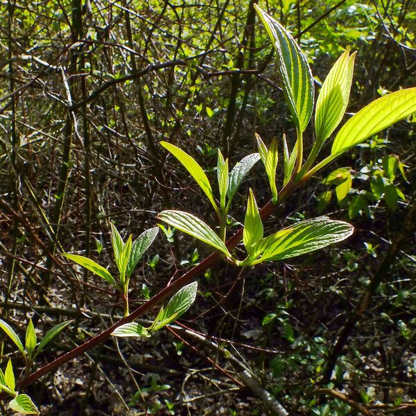 Cornus amomum ഇല