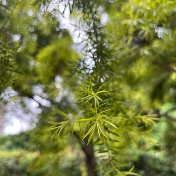 Melaleuca bracteata Листок