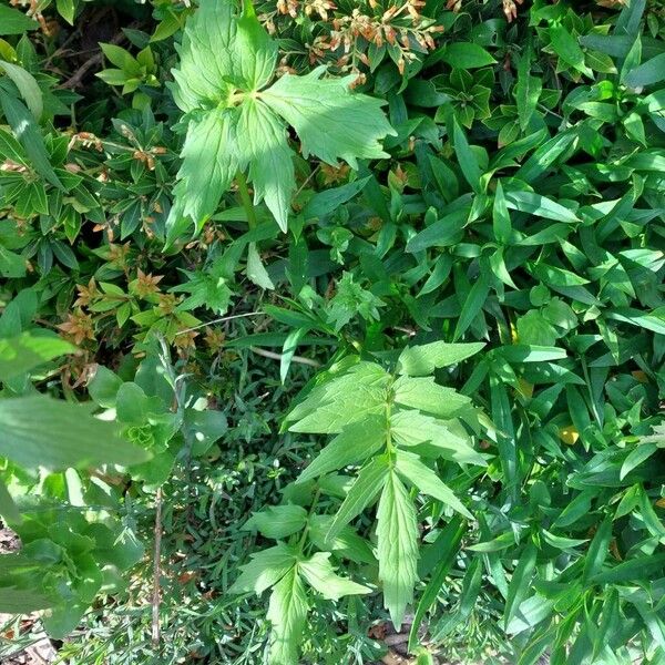 Valeriana officinalis Foglia