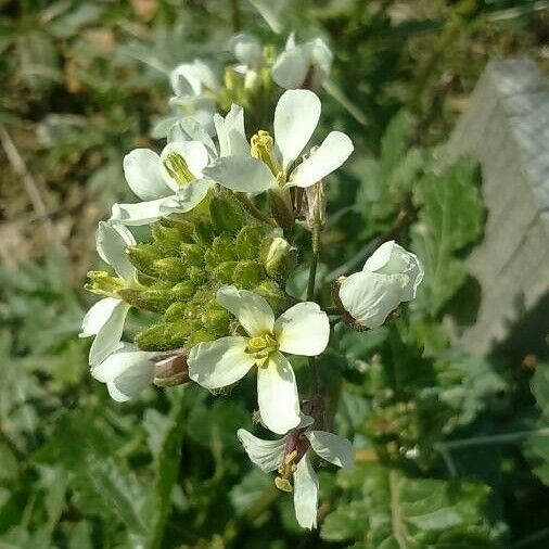 Sinapis alba Flower