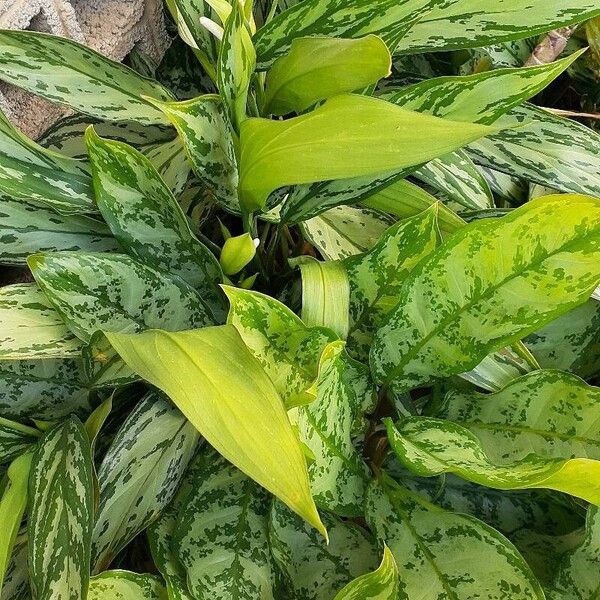 Aglaonema commutatum 葉