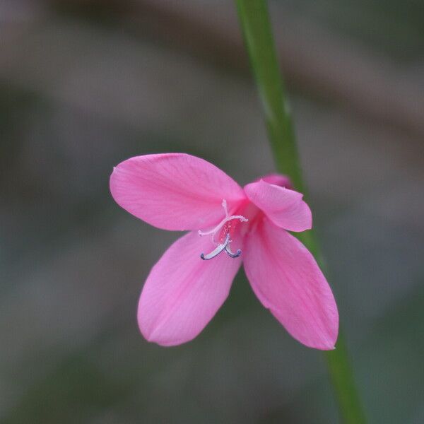 Watsonia borbonica Flor