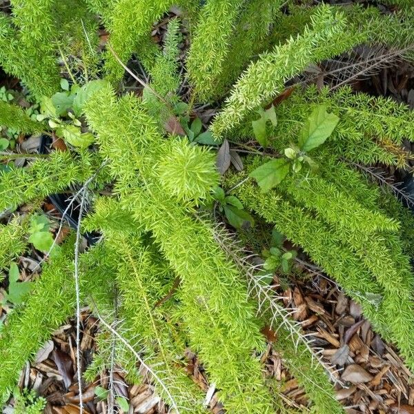 Asparagus densiflorus Φύλλο