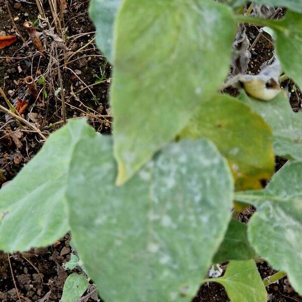 Helianthus argophyllus Leaf