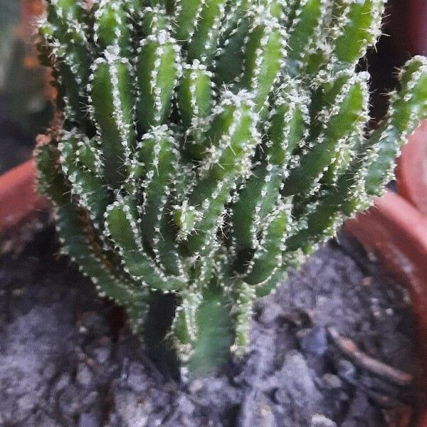 Acanthocereus tetragonus Leaf