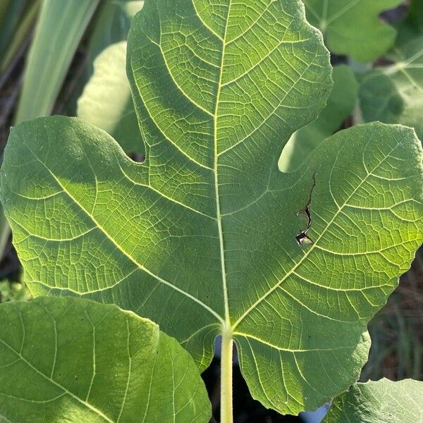 Ficus carica Leaf