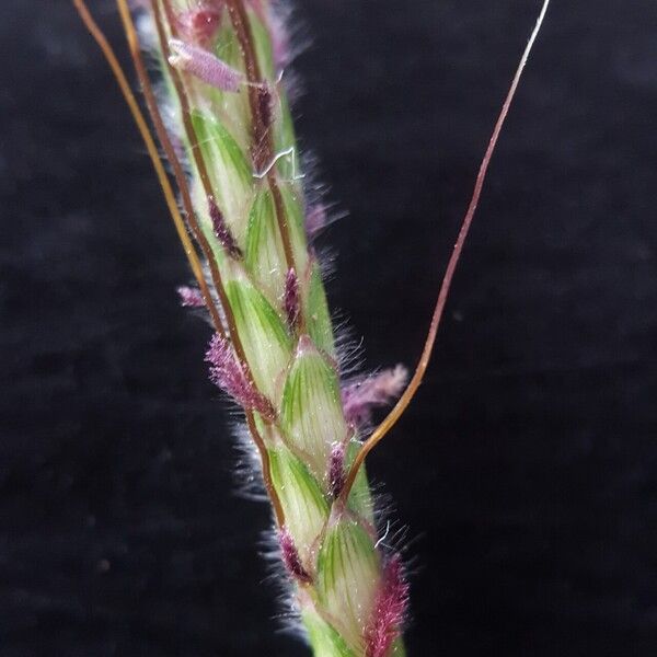 Dichanthium aristatum ᱵᱟᱦᱟ