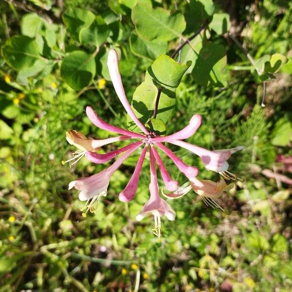 Lonicera etrusca 花