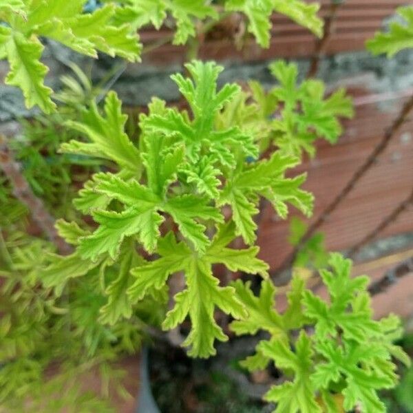 Pelargonium graveolens Leaf