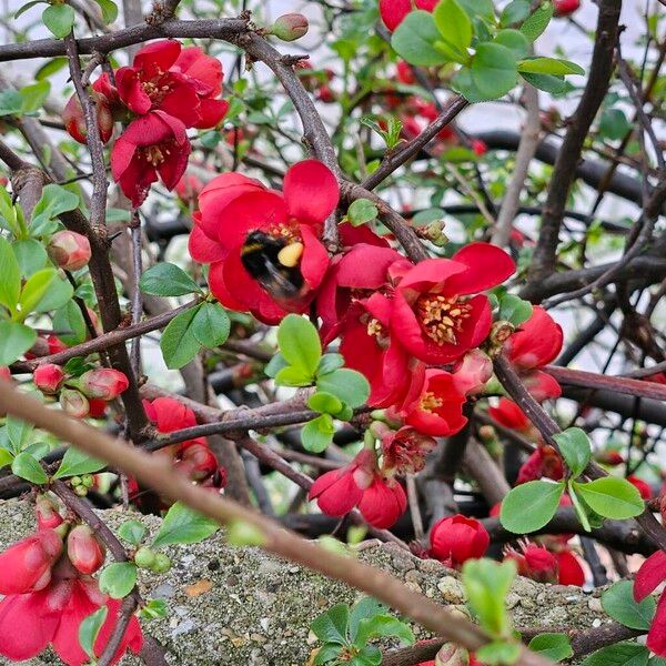 Chaenomeles speciosa Habit