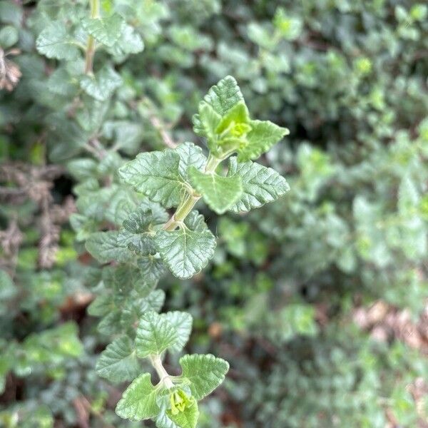 Teucrium flavum Blad