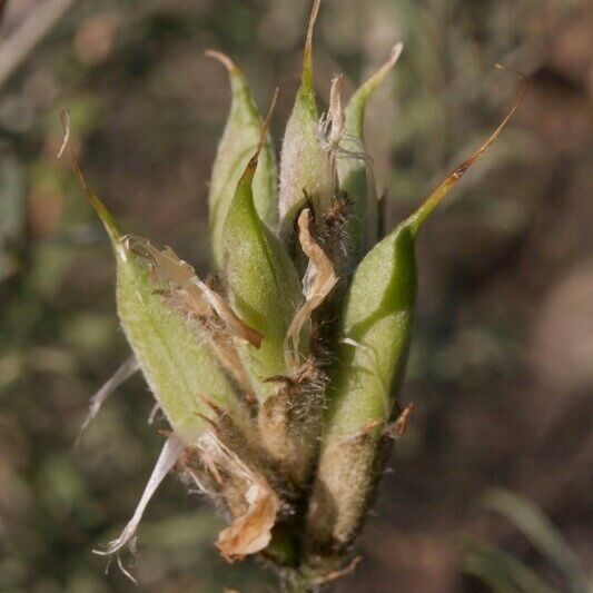 Astragalus hispanicus Плод