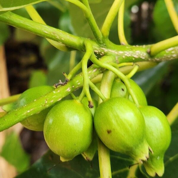 Cordia subcordata Фрукт