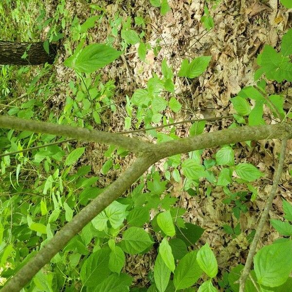 Cornus florida बार्क (छाल)