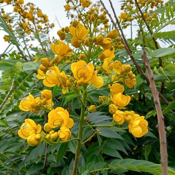 Senna petersiana 花