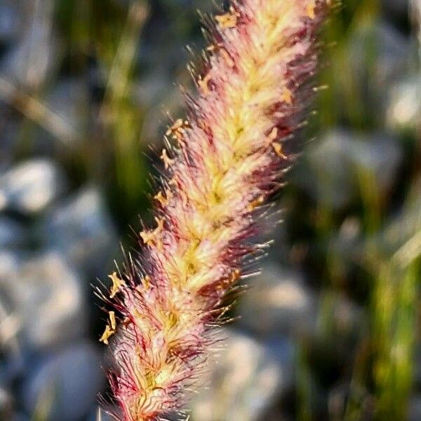 Cenchrus ciliaris Flor