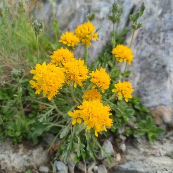 Jacobaea incana Flower