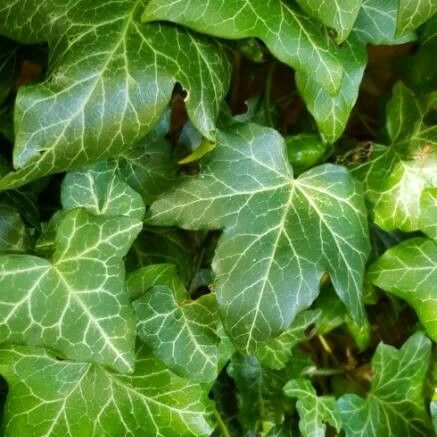 Hedera helix 葉