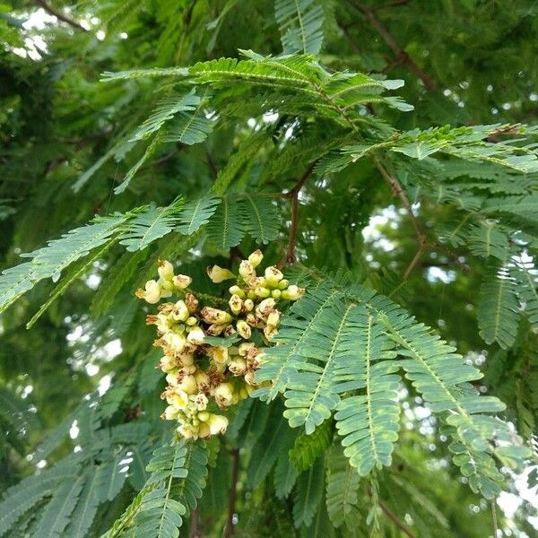 Caesalpinia coriaria പുഷ്പം