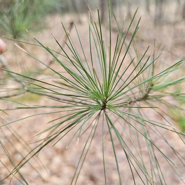 Pinus strobus Ліст