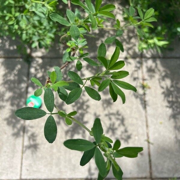 Trigonella foenum-graecum 葉