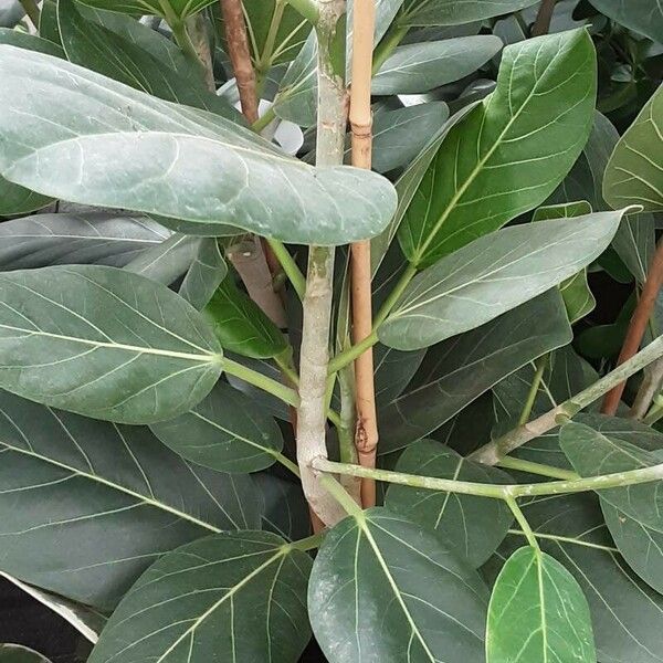 Ficus benghalensis Kéreg