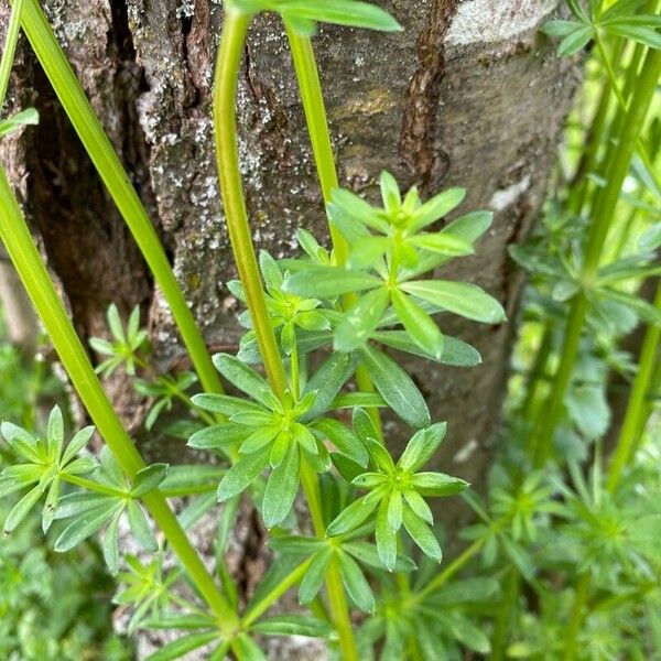 Galium album Blad