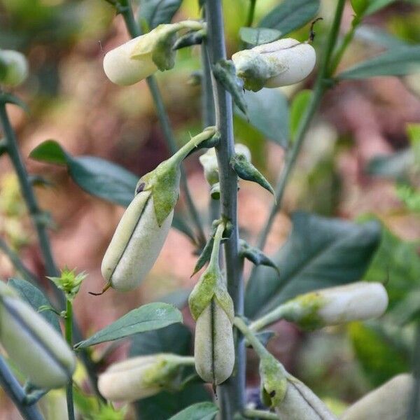 Crotalaria spectabilis Плод