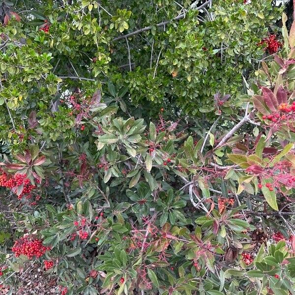 Photinia arbutifolia Hoja