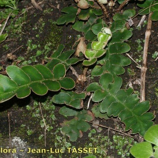 Asplenium aureum Buveinė