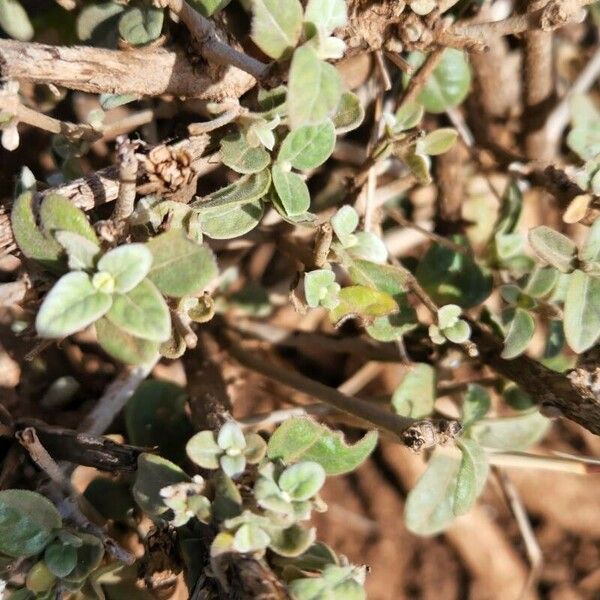 Sericocomopsis hildebrandtii Blatt