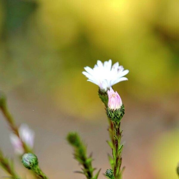 Symphyotrichum subulatum Други