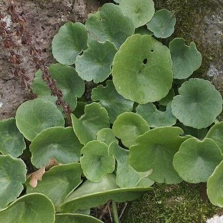 Umbilicus rupestris Leaf