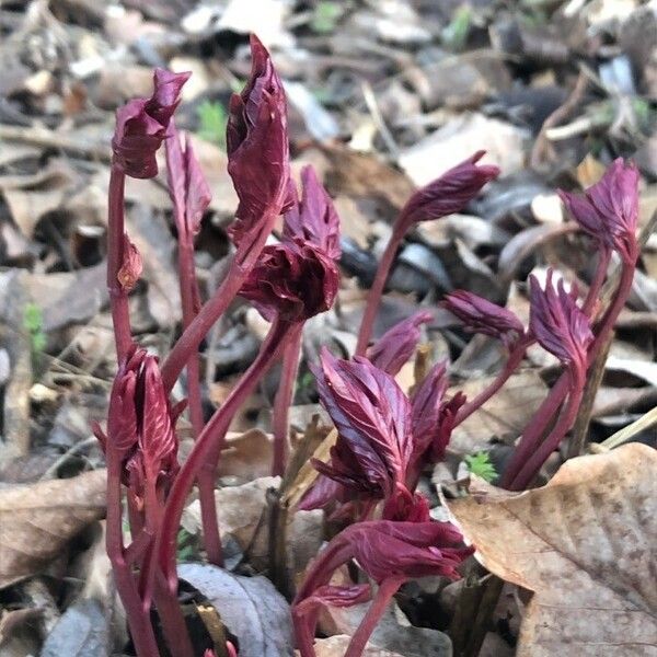 Amaranthus cruentus Lapas