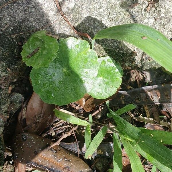 Hydrocotyle verticillata Лист