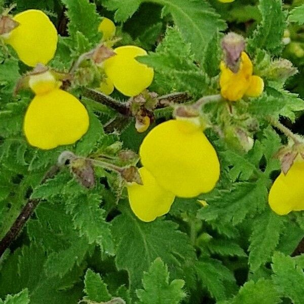 Calceolaria tripartita Õis