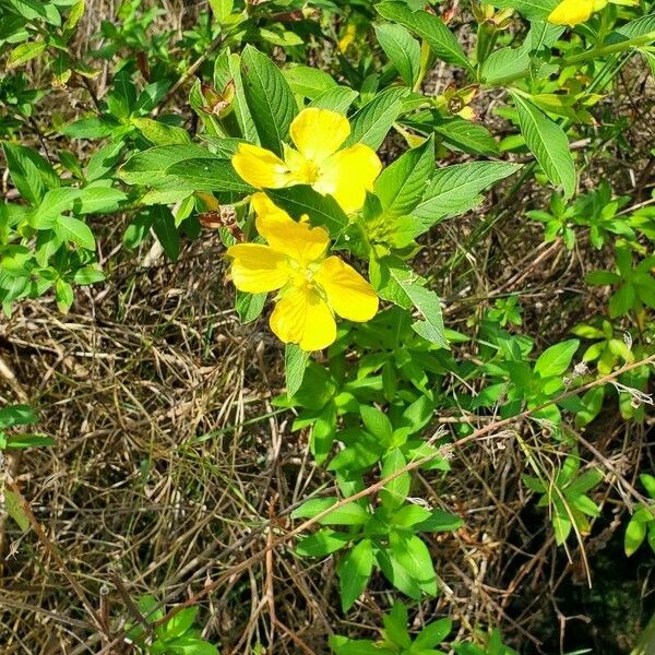 Ludwigia peruviana Fiore