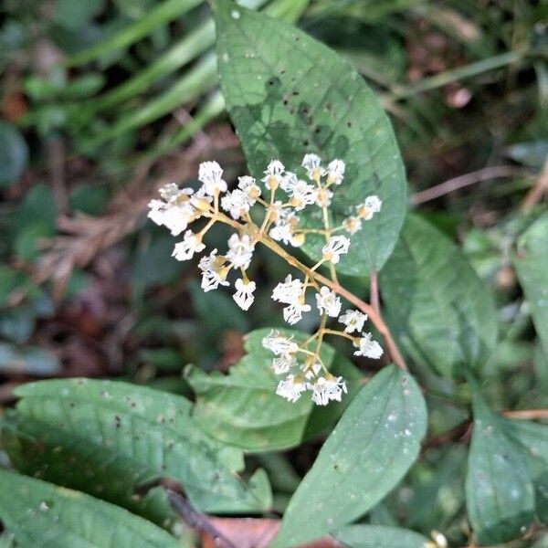 Miconia laevigata Цвят