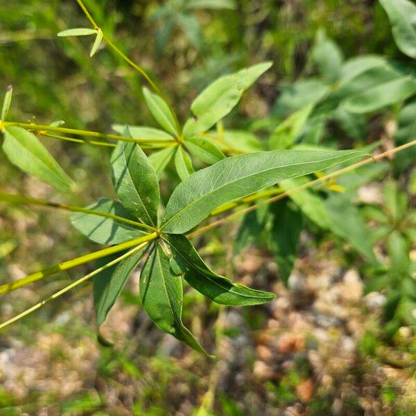 Coreopsis major List