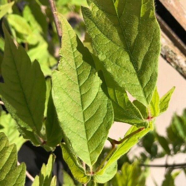 Acer triflorum Leaf