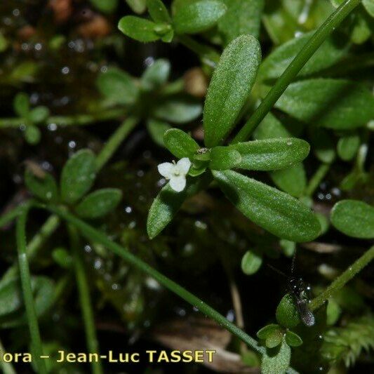 Galium trifidum Квітка