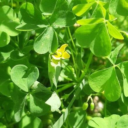 Oxalis stricta Lapas