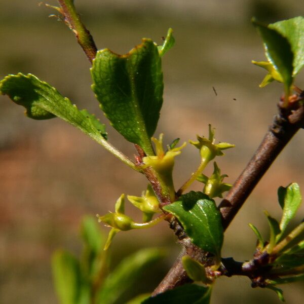 Rhamnus saxatilis Žiedas